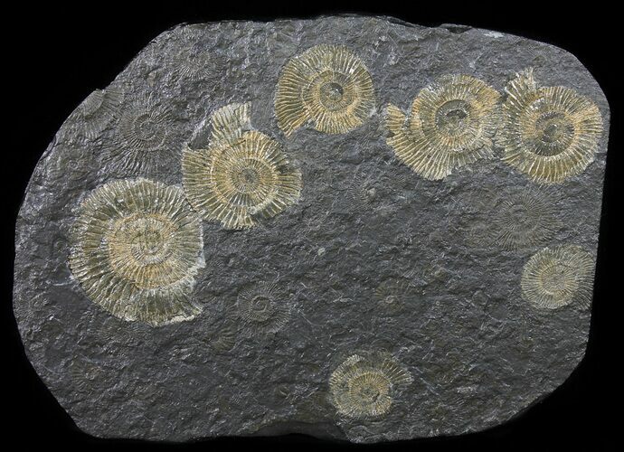 Dactylioceras Ammonite Cluster - Posidonia Shale #50874